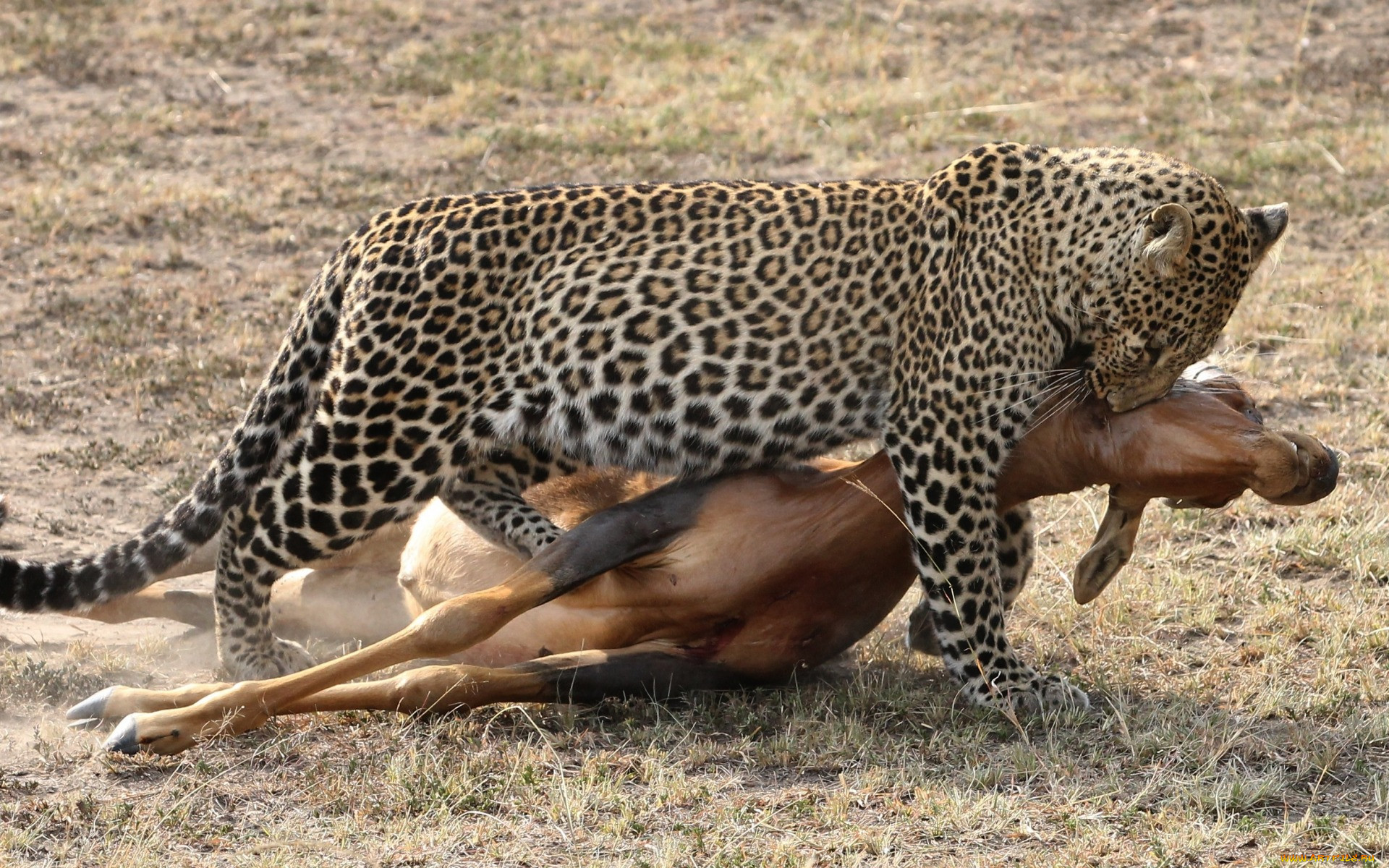 Ягуар догоняет антилопу